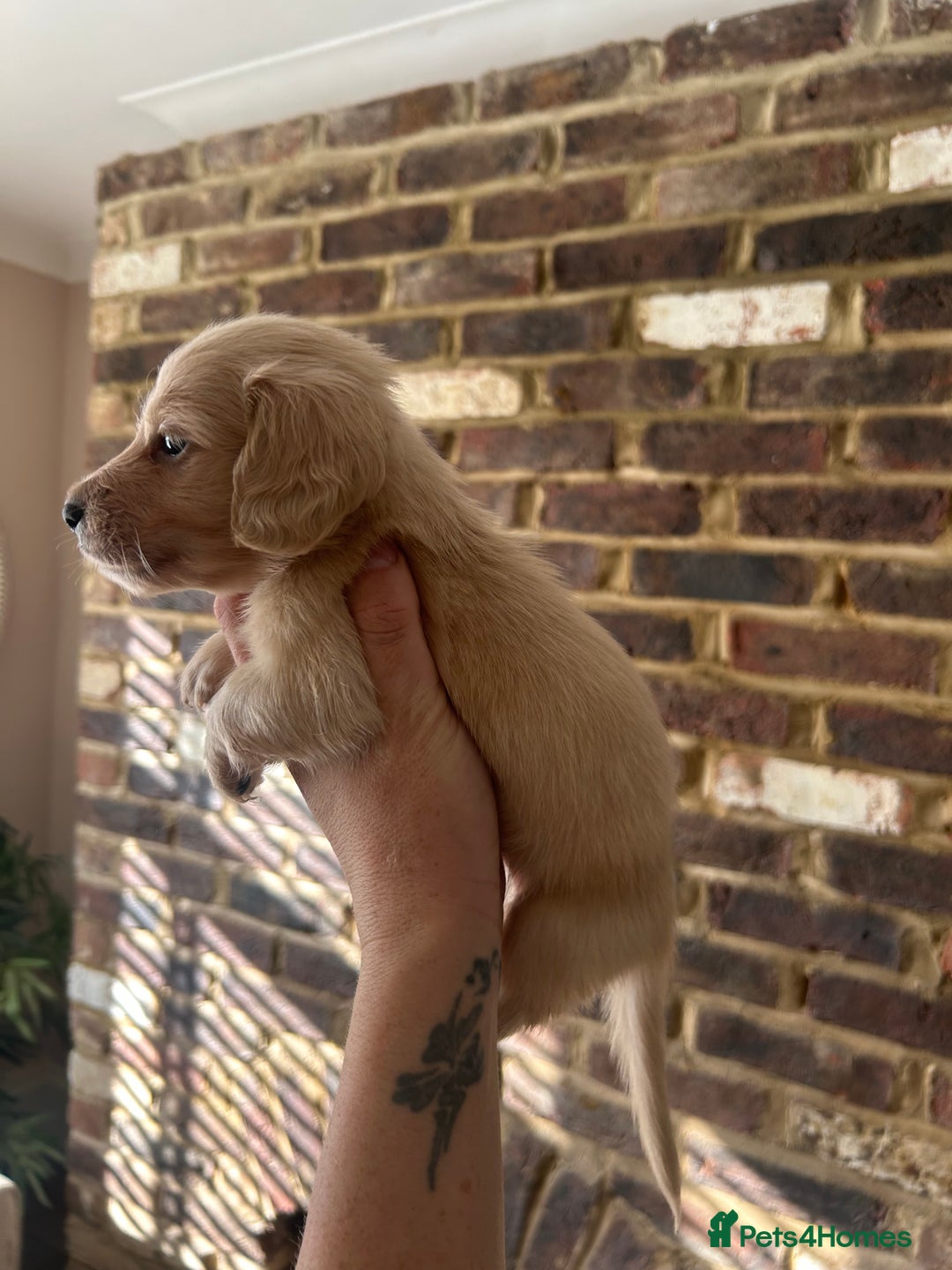 Miniature Dachshund dogs for sale: long haired miniature dachshund puppies - Image 2