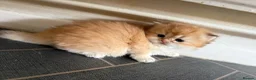 British Longhair cats for sale: GCCF reg BLH Chocolate Golden Last Male Kitten - Advert 3