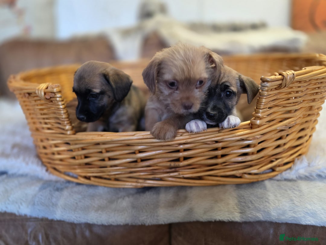 Jack Russell dogs for sale: Beautiful types of broken coated and smoothed  - Image 4