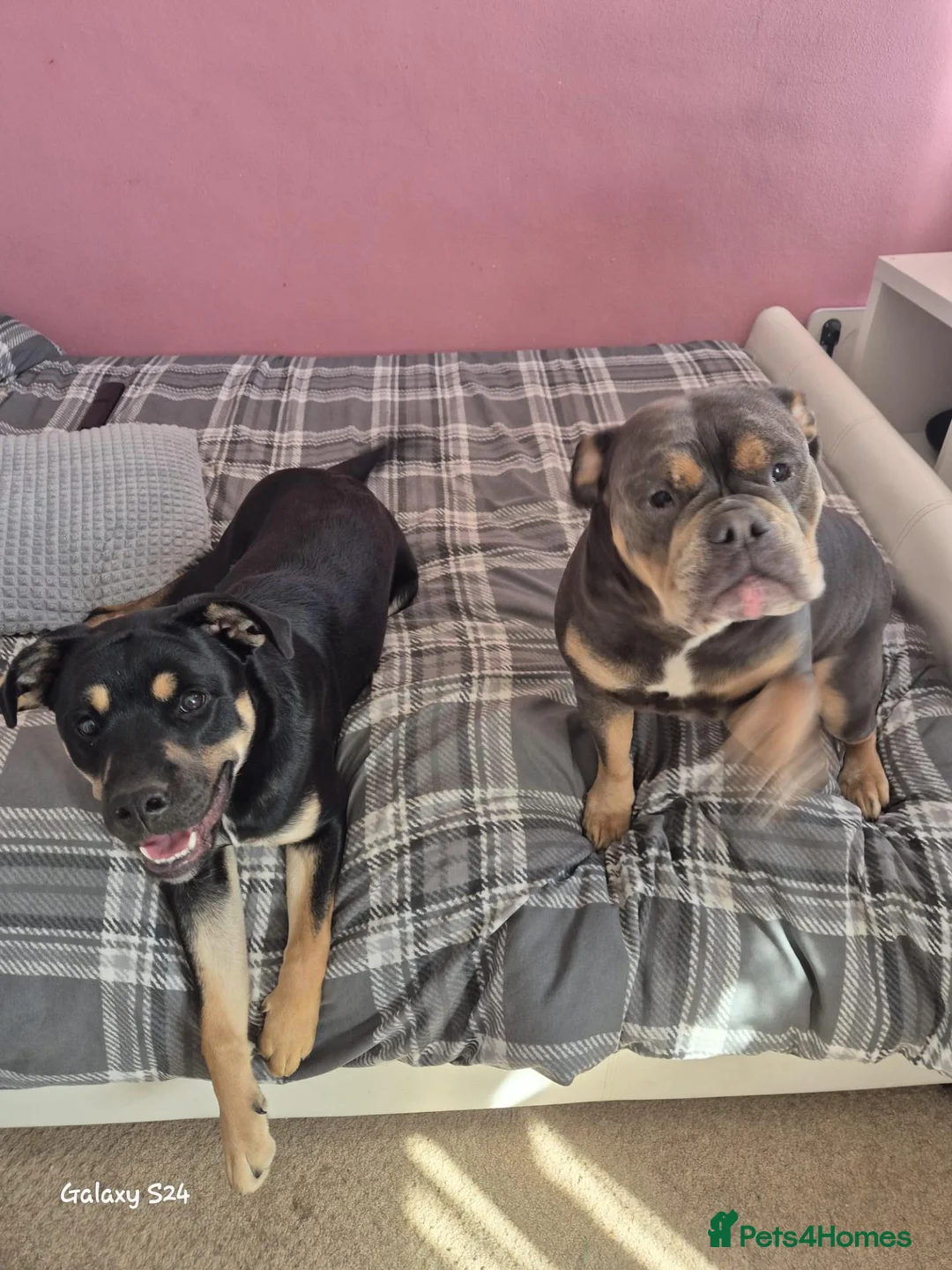 Mixed Breed dogs for sale:  1-Year-Old Border Collie Cross  in Bedford - Advert 4