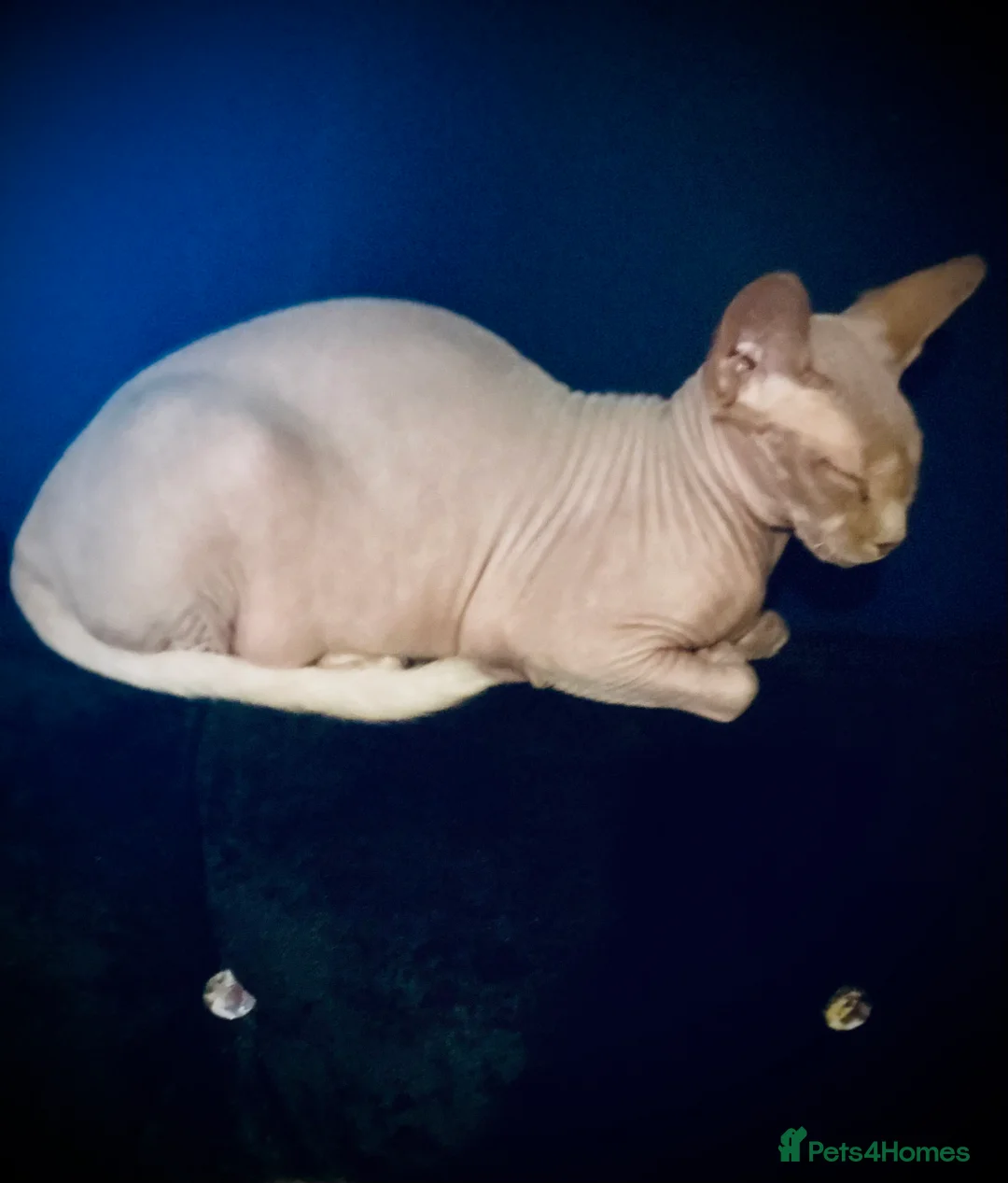 Sphynx cats for sale: 3 Sphynx cats to be rehomed - Advert 3