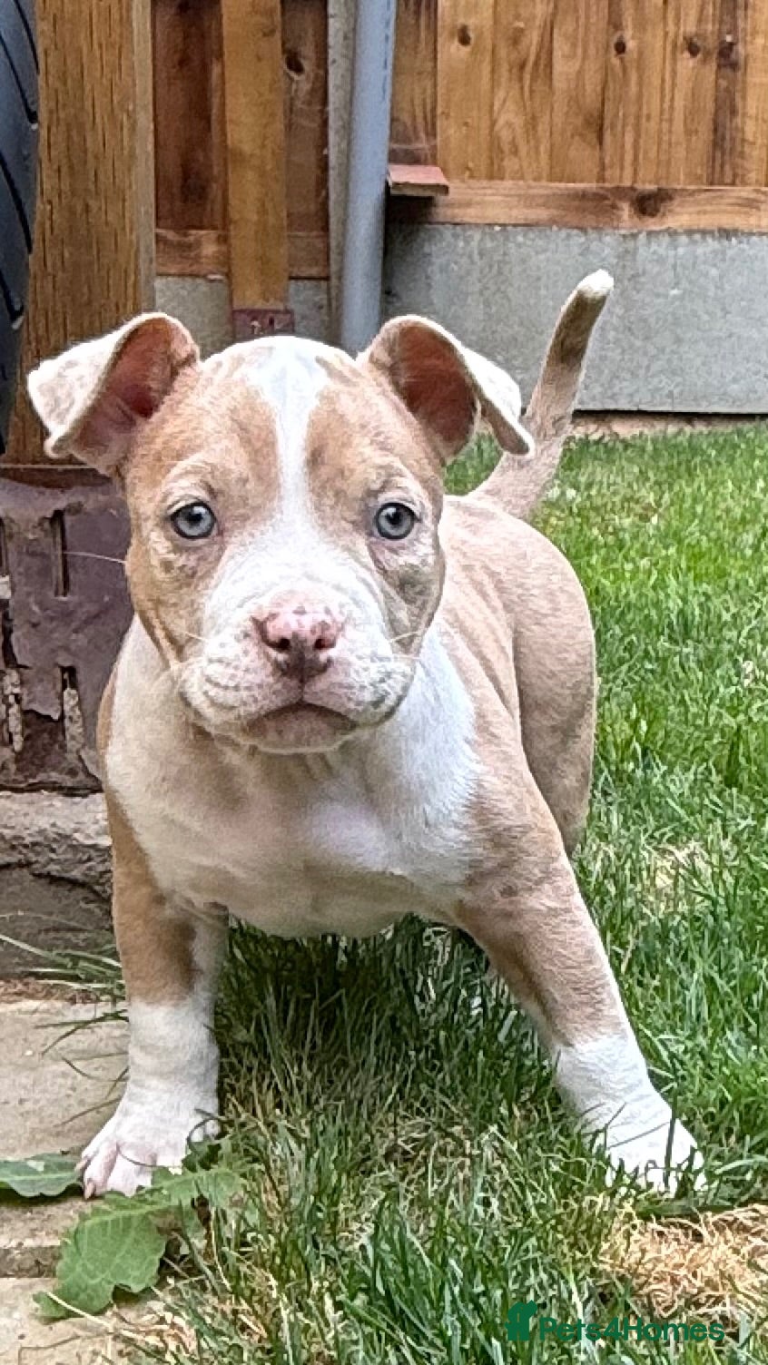 American Bully dogs American Bully Pocket Female – My First Pick 🐾 - Advert 1
