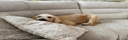Goldendoodle dogs for sale: GOLDENDOODLE F1 in Mansfield - Advert 7