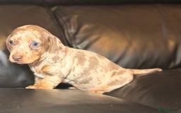 Miniature Dachshund dogs for sale: Beautiful mini dachshund  - Image 9