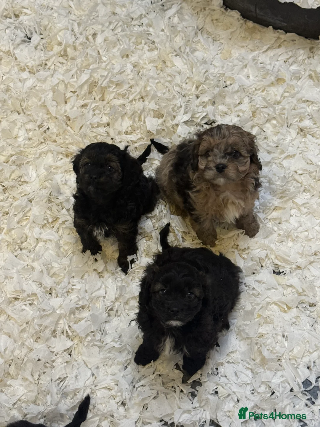 Cavapoo dogs for sale: Ready Now Stunning F1 Cavapoo boy - Advert 5