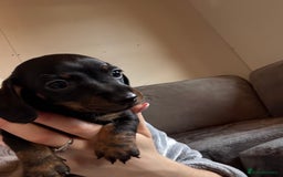 Miniature Dachshund dogs for sale: Miniature Dachshund 🌟4 BOYS🌟 - Image 15