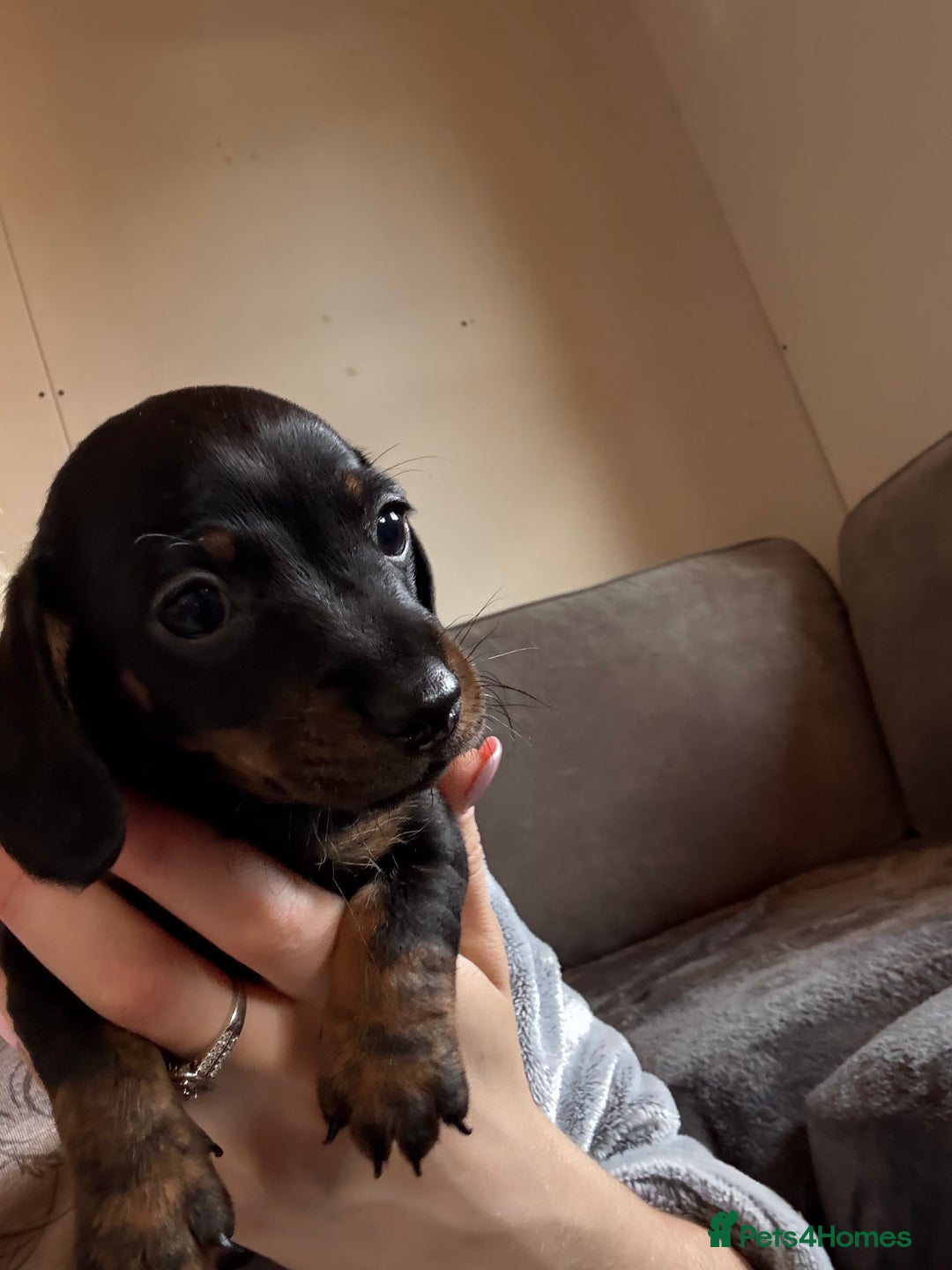 Miniature Dachshund dogs for sale: Miniature Dachshund 🌟4 BOYS🌟 - Image 15