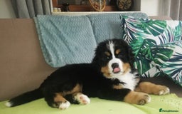 Bernese Mountain Dog dogs for stud: Proven health tested BMD handsome boy for stud. in Northampton - Image 21