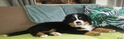 Bernese Mountain Dog dogs for stud: Proven health tested BMD handsome boy for stud. in Northampton - Advert 20