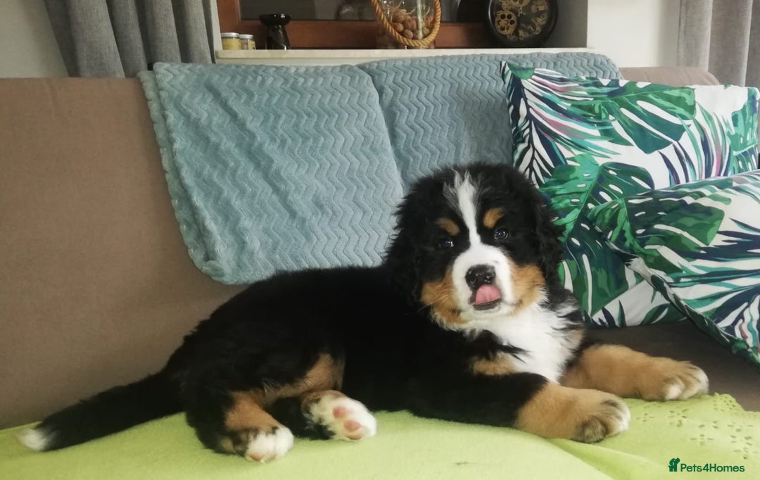 Bernese Mountain Dog dogs for stud: Proven health tested BMD handsome boy for stud. in Northampton - Image 21