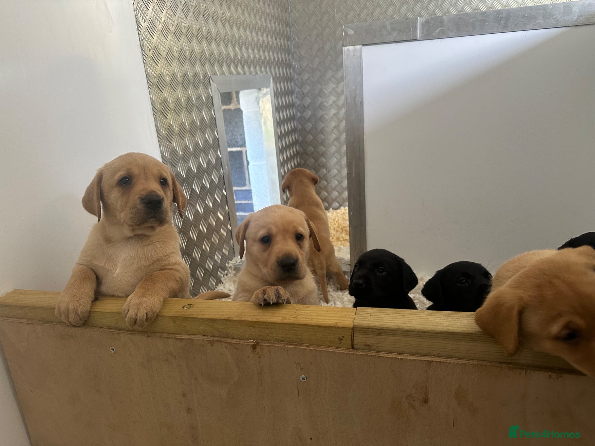 Labrador Retriever dogs Traditional old type , FTW sired working Labradors - Advert 2