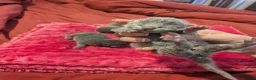 Russian Blue cats for sale: Male and female Russian blue kittens  - Advert 8