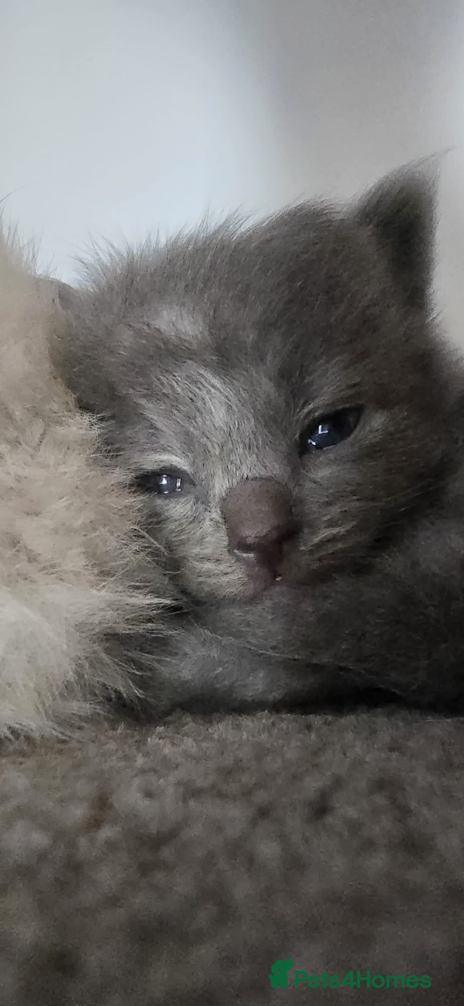 Mixed Breed cats Ragdoll/Siberian mix kittens - Advert 2