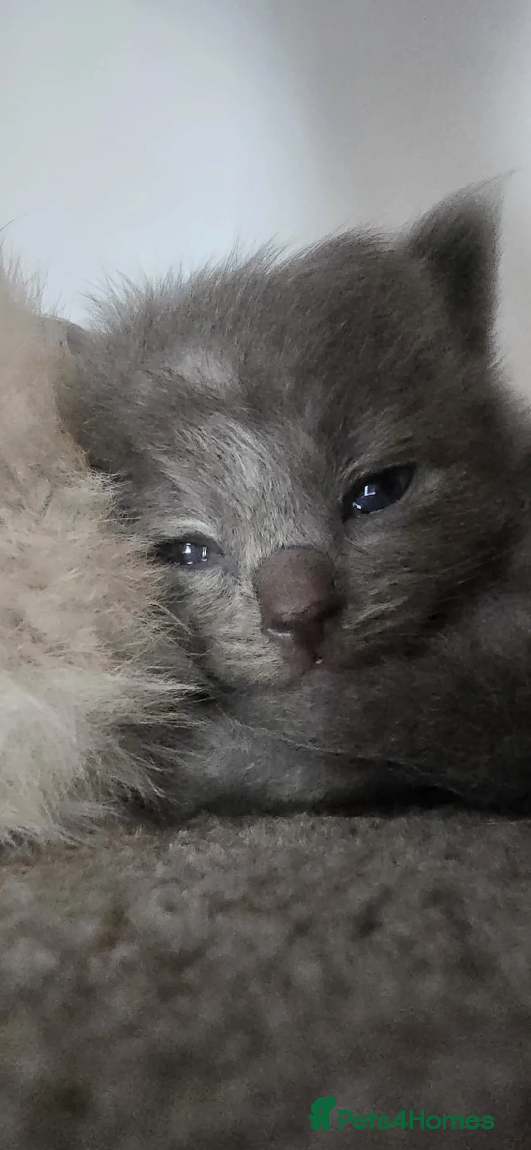 Mixed Breed cats for sale: Ragdoll/Siberian mix kittens - Advert 2