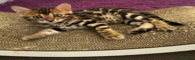 Bengal 3