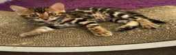 Bengal cats for sale: Beautiful Purebred Bengal Kittens  in London - Advert 4