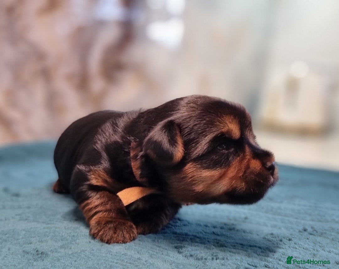 Yorkshire Terrier dogs for sale: 4 Lovely puppies  - Advert 10