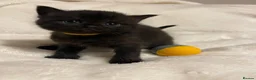 Mixed Breed cats for sale: The Little Pumpkin Patch Litter - 1 girl & 5 boys - Advert 13