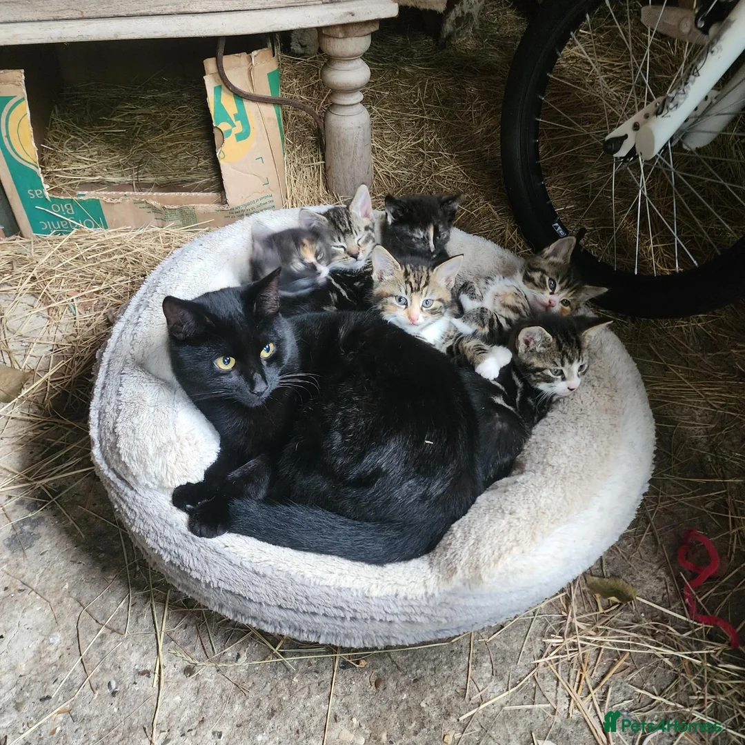 Mixed Breed cats for sale: Stunning Tabby/Tortoise Shell Kittens  - Advert 3