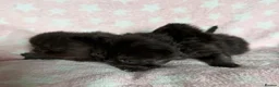 Persian cats for sale: Litter of Persian & Exotic Kittens Available  - Advert 3