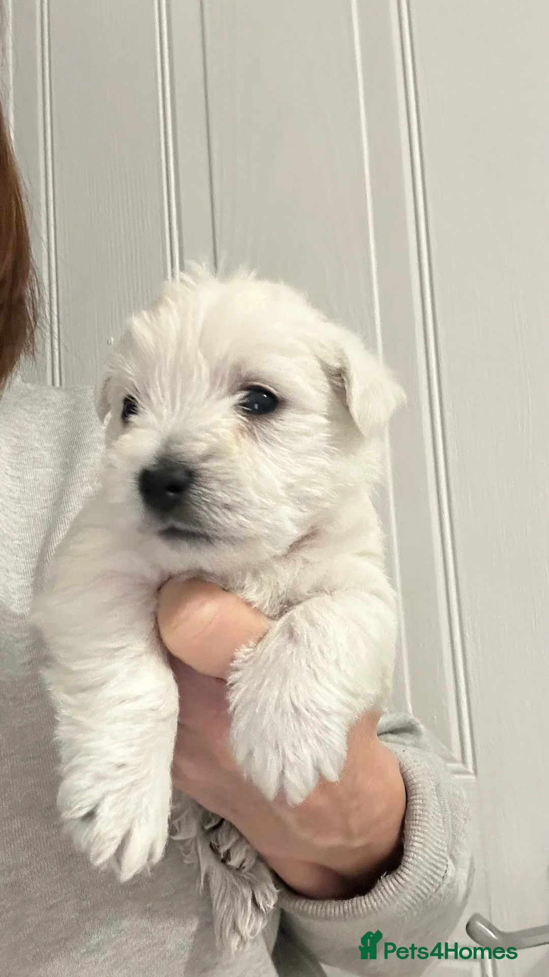 West Highland Terrier dogs for sale: Westies show quality pups ready 6.3.26 - Advert 3