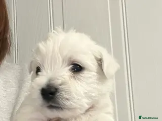 West Highland Terrier dogs kennel club Westies show quality pups ready 6.3.26 - Advert 3