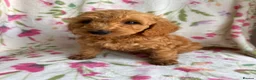 Cockapoo dogs for sale: LAST 3 READY TO LEAVE!!! COCKAPOO PUPPIES - Advert 2