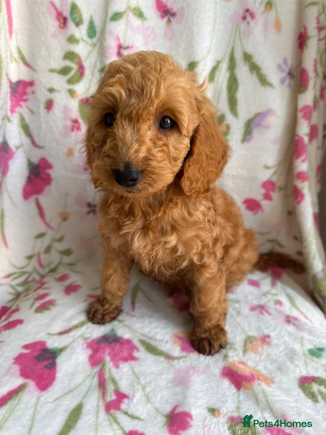 Cockapoo dogs for sale: LAST 3 READY TO LEAVE!!! COCKAPOO PUPPIES - Advert 2