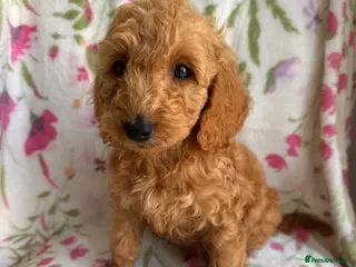 Cockapoo dogs READY TO LEAVE!!! LAST 4 COCKAPOO PUPPIES - Advert 4