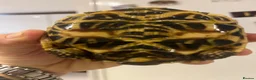 Tortoise reptiles for sale: Three Indian Star Tortoise  in Taunton - Advert 5