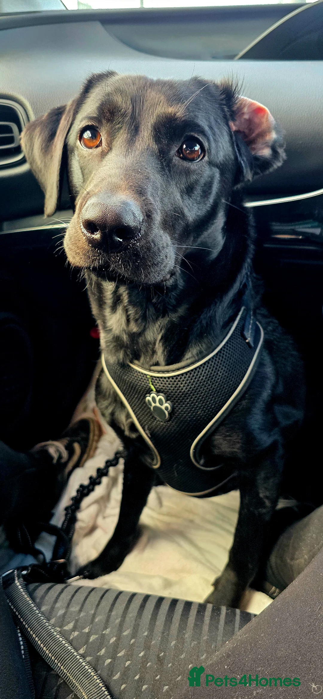 Labrador Retriever dogs for sale: Confirmed pregnancy - registering interest. - Advert 2