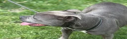 Staffordshire Bull Terrier dogs for sale: Blue quality staffy pups. - Advert 3