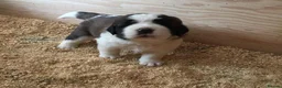 Saint Bernard dogs for sale: Little Nap-Time Buddies with Big Hearts in Huddersfield - Advert 2