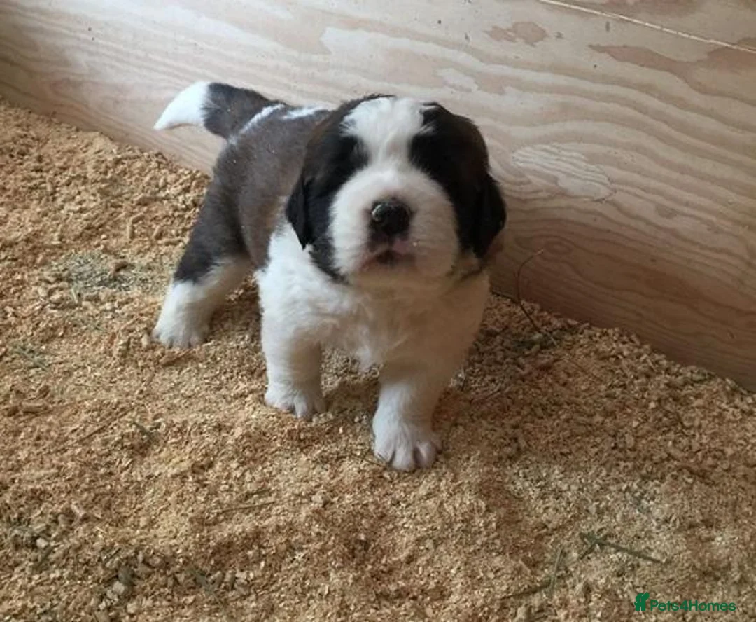 Saint Bernard dogs for sale: Little Nap-Time Buddies with Big Hearts in Huddersfield - Advert 2