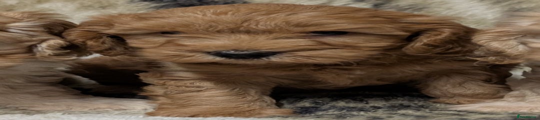 Cockapoo Puppy 3