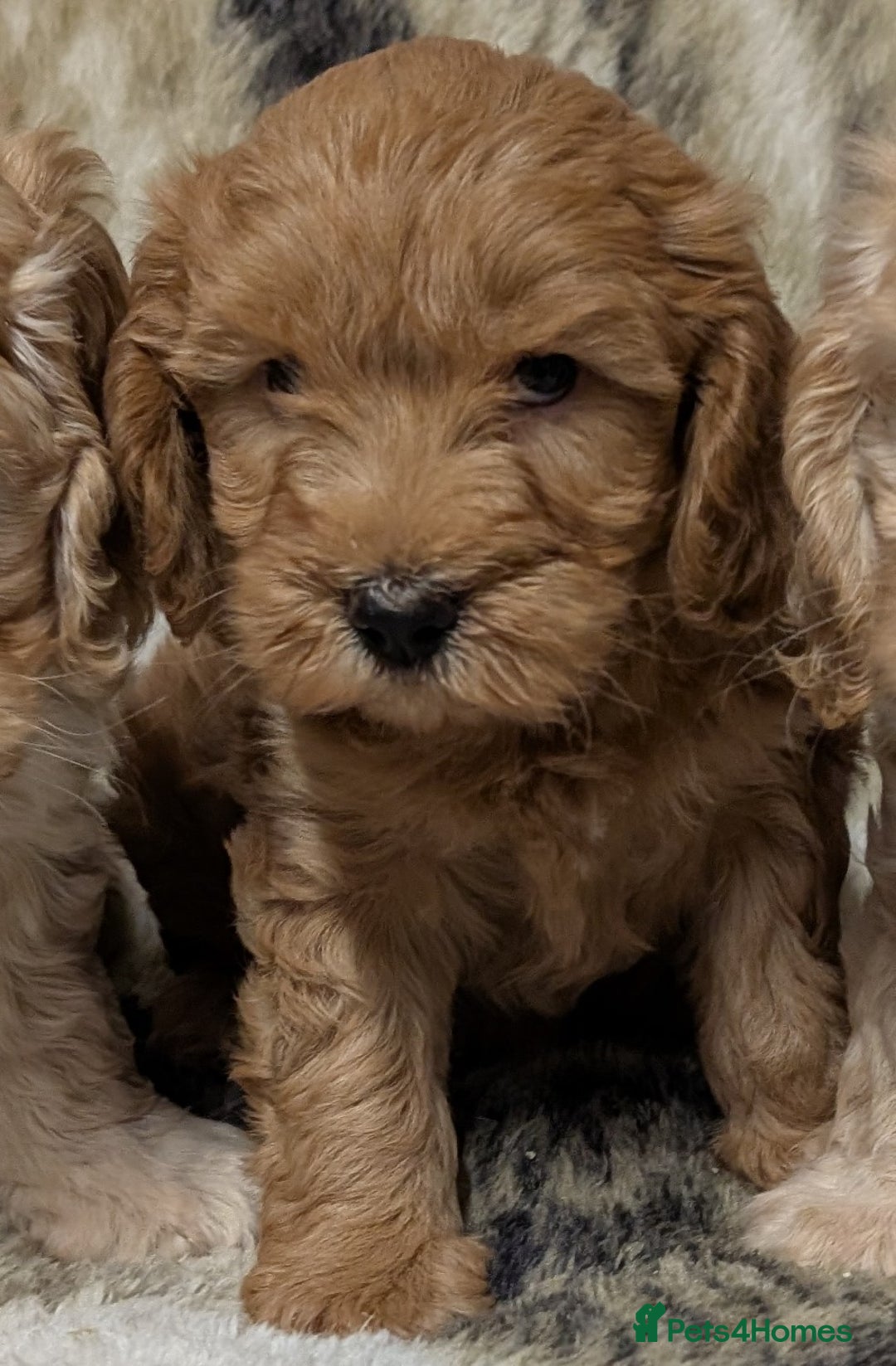 Cockapoo dogs for sale: Beautiful F1 Cockapoo puppies DNA clear - Image 4