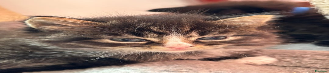 Ragcoon Kitten 3