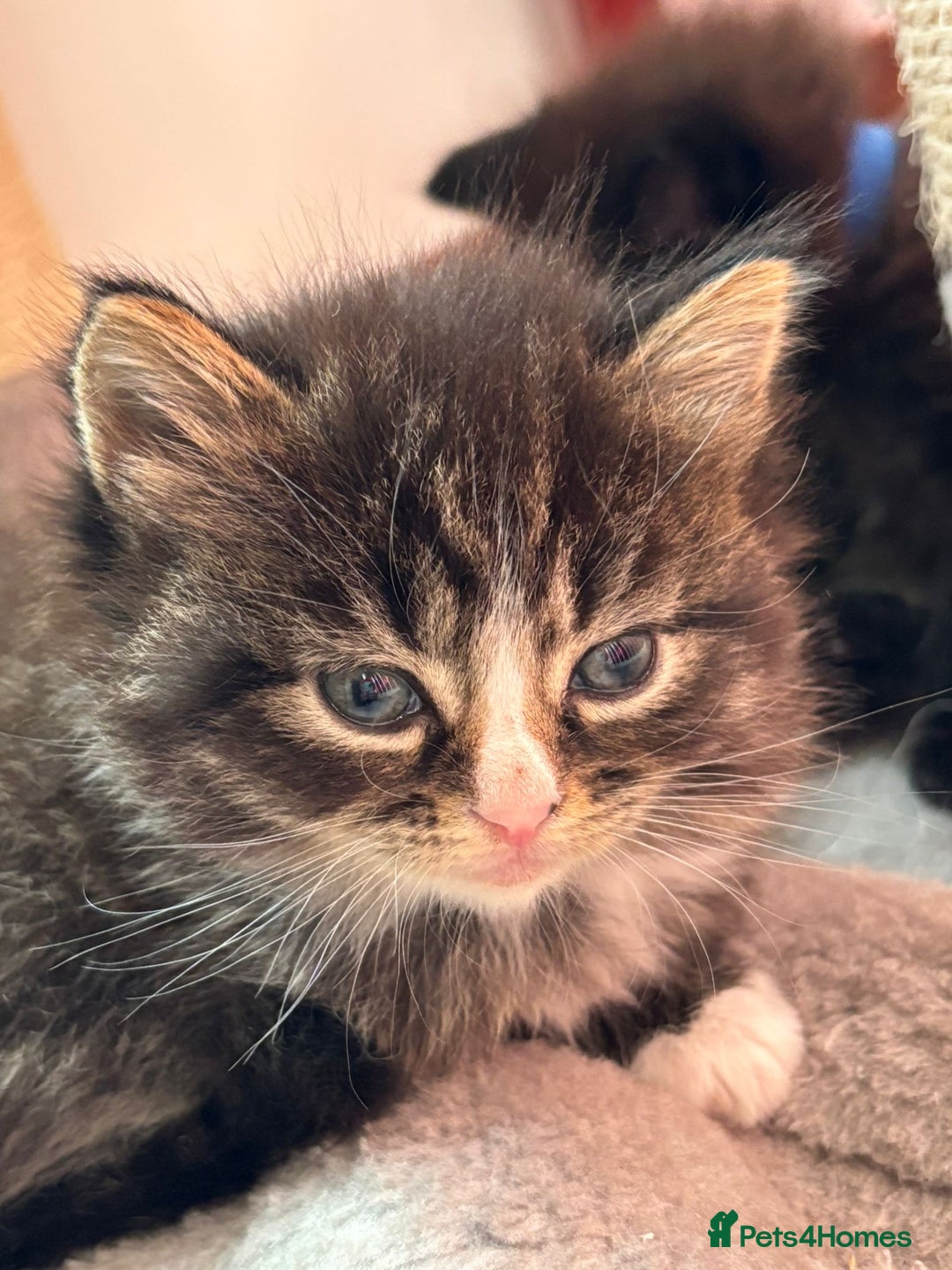 Ragcoon cats for sale: Maine Coon/Ragdoll Cross - Image 1