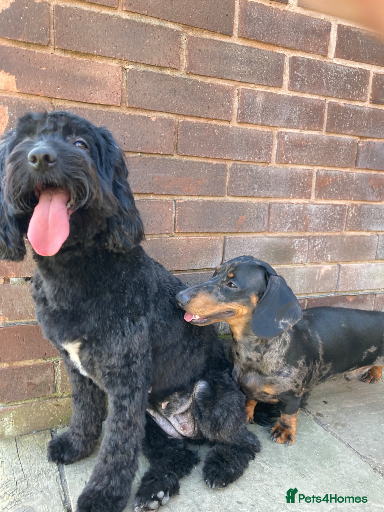 Mixed Breed dogs Sproodle/Dachshund - Advert 6