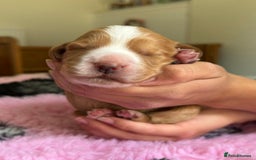 Cocker Spaniel dogs for sale: Gorgeous KC registered Working Cocker Spaniels - Image 11