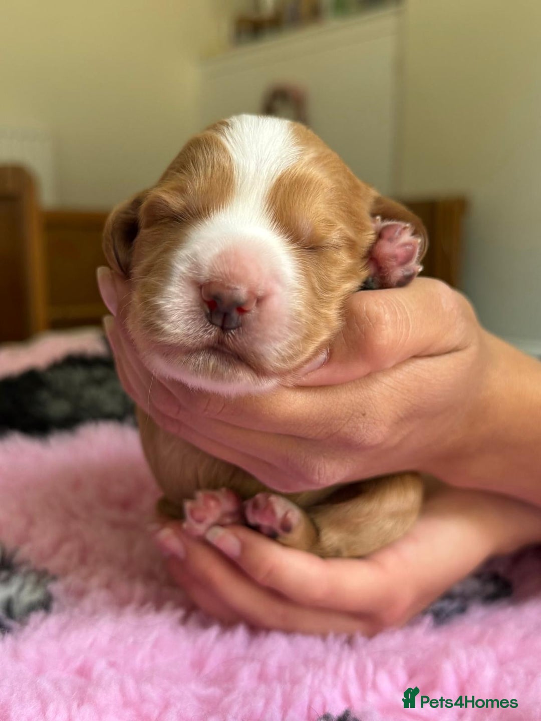 Cocker Spaniel dogs for sale: Gorgeous KC registered Working Cocker Spaniels - Image 11