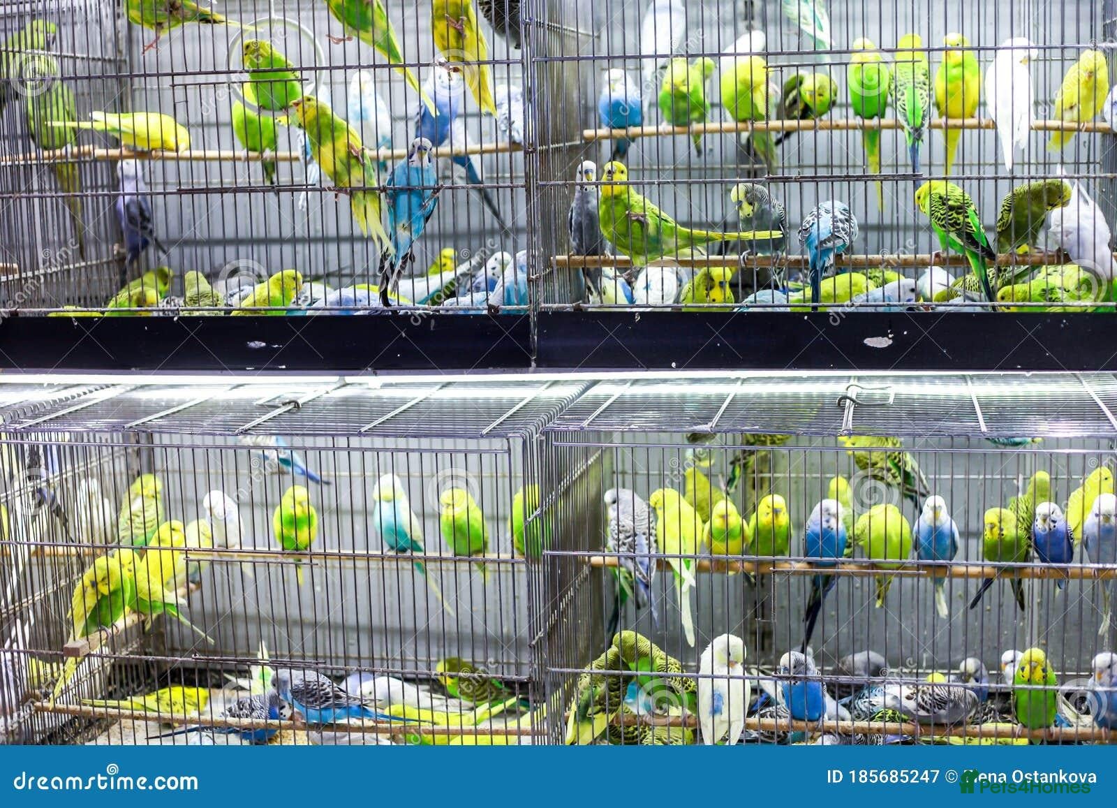Budgerigars birds Baby budgies ready now  - Advert 2