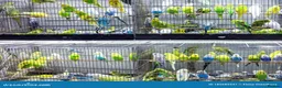 Budgerigars birds for sale: Baby budgies ready now  - Advert 1