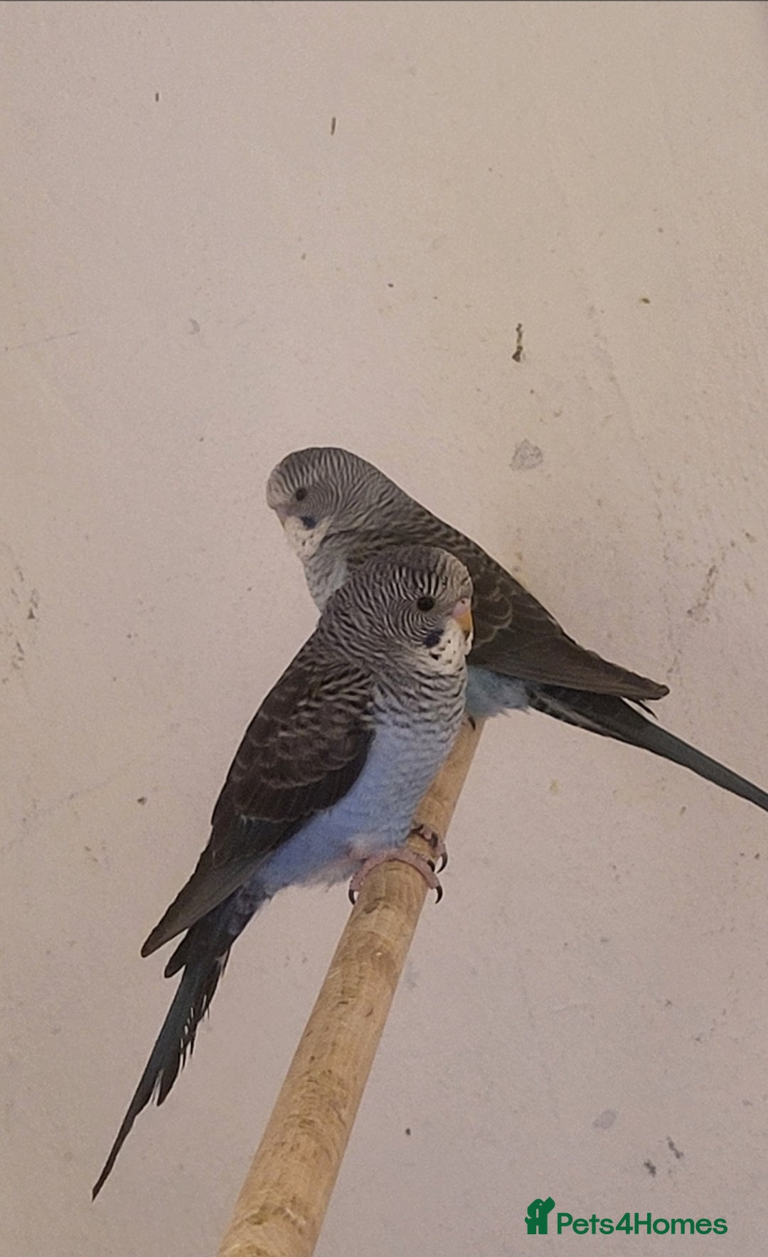 Budgerigars birds for sale: Blackface blackwing - Advert 9