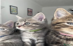 British Shorthair cats for sale: Beautiful kittens❤️ - Image 12