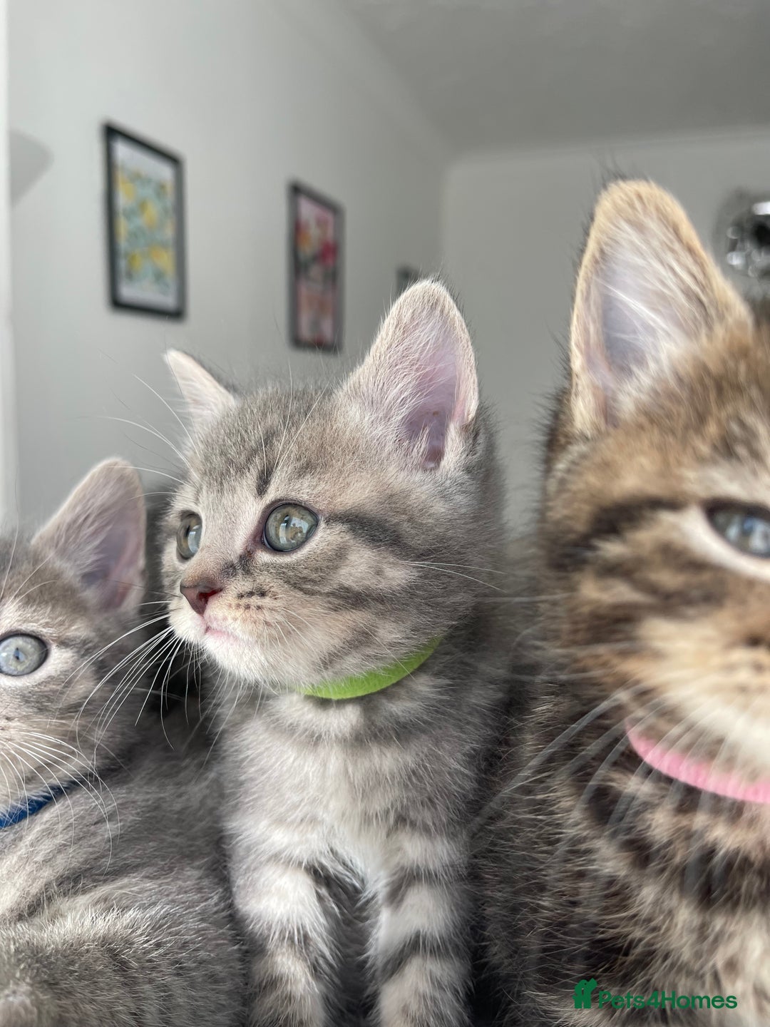 British Shorthair cats for sale: Beautiful kittens❤️ - Image 12