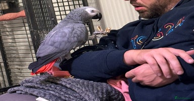 Parrots birds - Advert 3