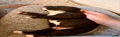 Spanish Water Dog 1