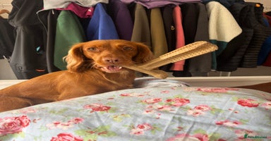 Cocker Spaniel dogs Working cocker spaniel pups 5 boys 2 girls left  - Advert 4