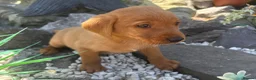 Labrador Retriever dogs for sale: Fox red Labrador  - Advert 6